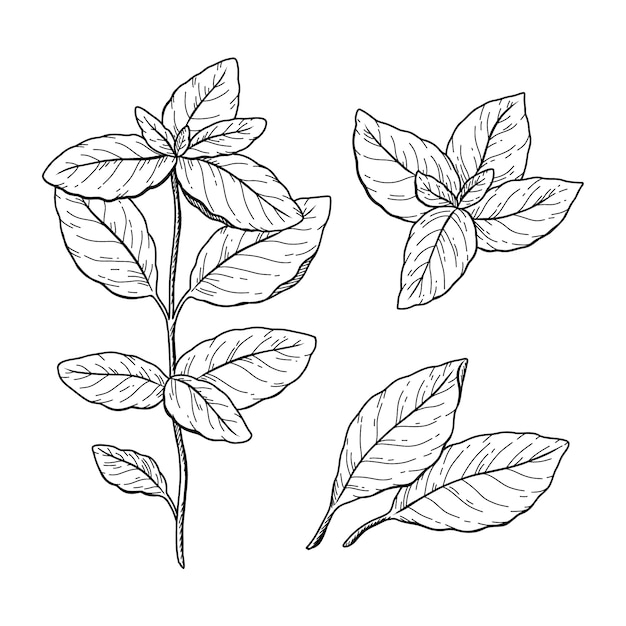 Free Vector hand drawn basil  drawing illustration