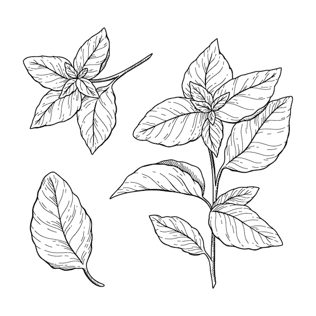 Free Vector hand drawn basil  drawing illustration