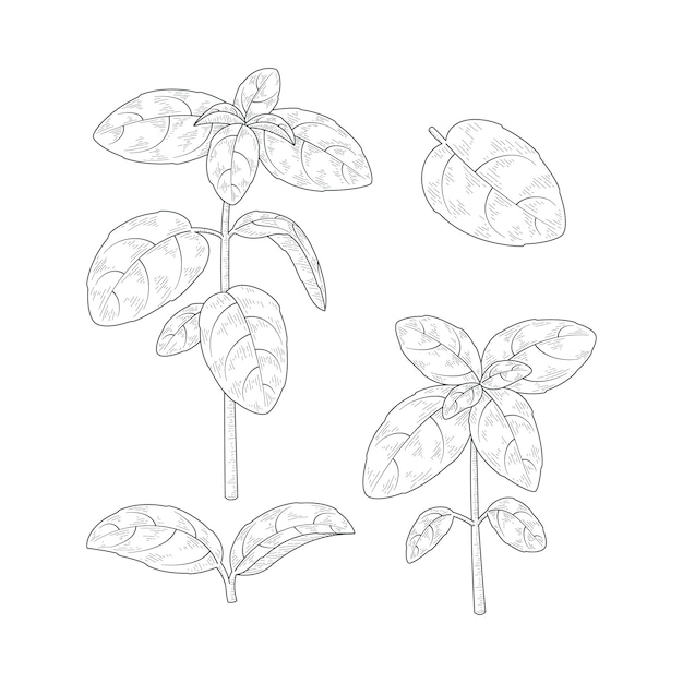 Free vector hand drawn basil  drawing illustration