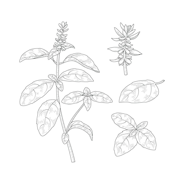 Free Vector hand drawn basil  drawing illustration