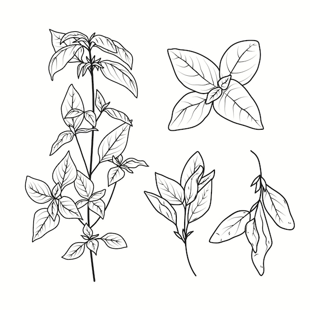 Free Vector hand drawn basil  drawing illustration