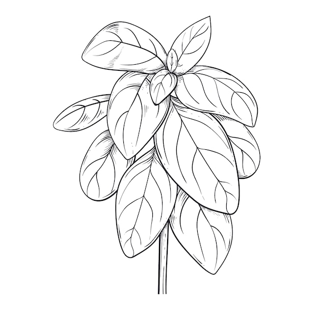 Free vector hand drawn basil outline illustration