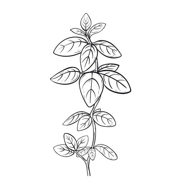 Hand drawn basil outline illustration