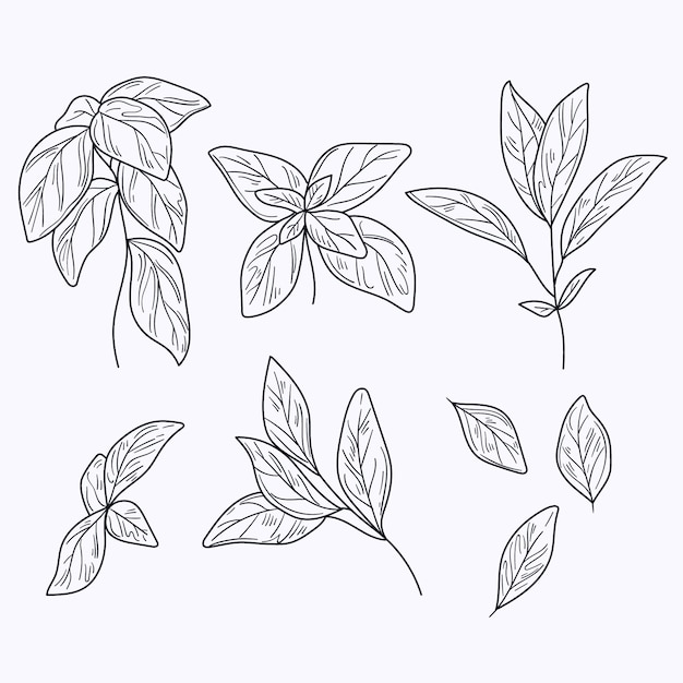 Free Vector hand drawn basil outline illustration