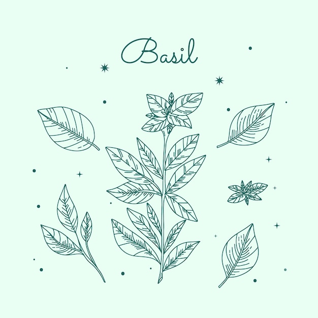 Free Vector hand drawn basil outline illustration