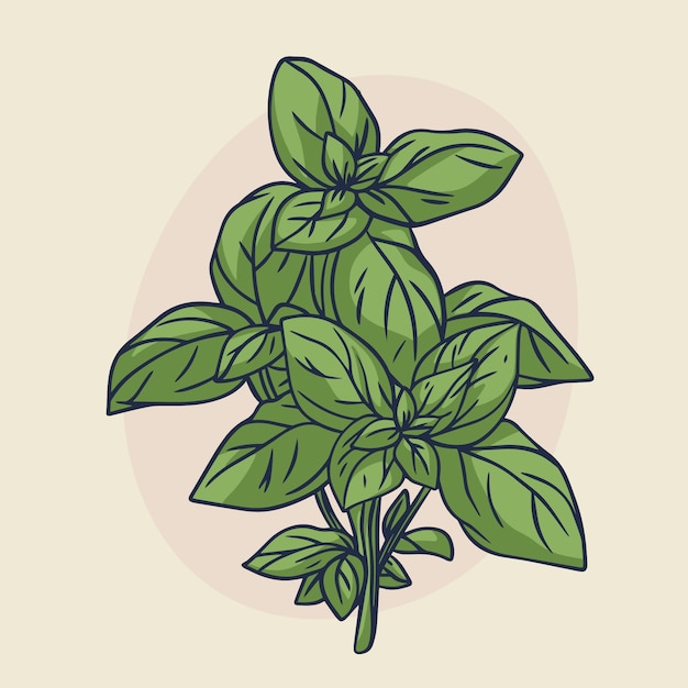 Free Vector hand drawn basil outline illustration