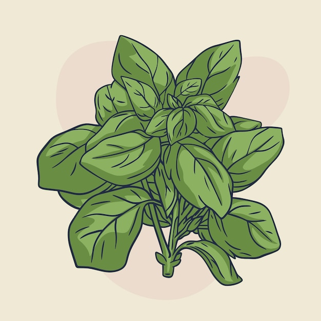 Free Vector hand drawn basil outline illustration