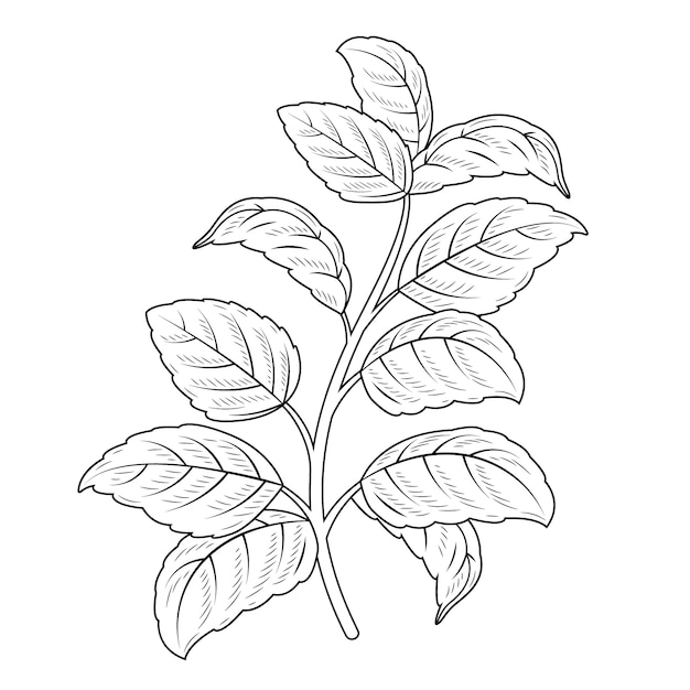 Free Vector hand drawn basil  outline illustration