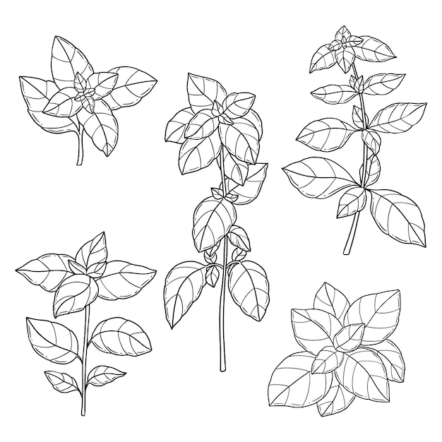 Free Vector hand drawn basil outline illustration