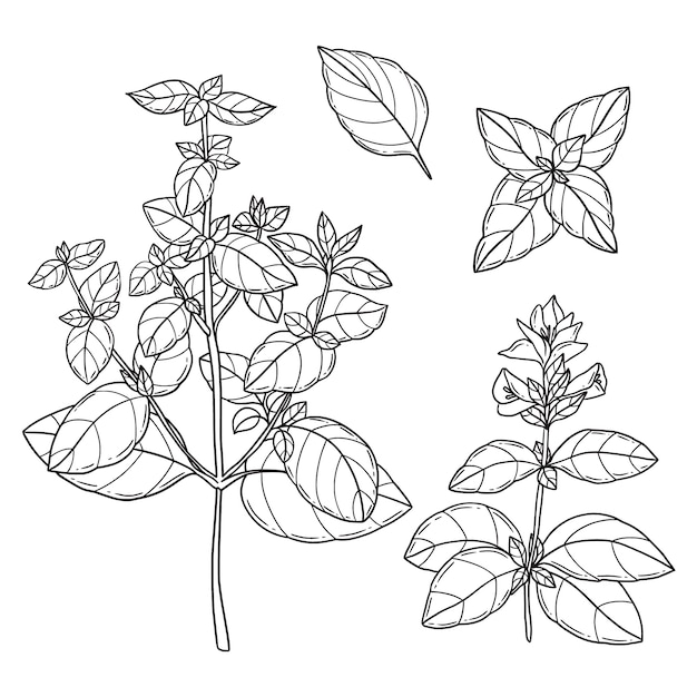 Hand drawn basil outline illustration