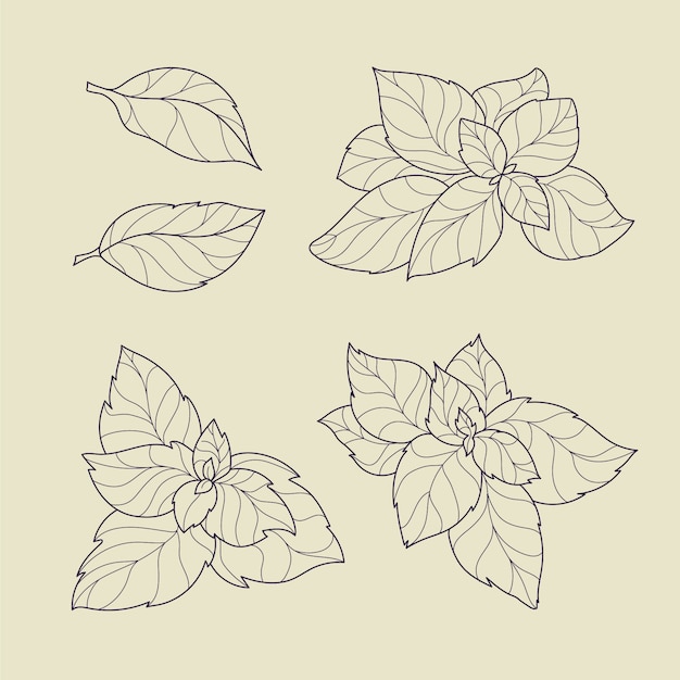 Free Vector hand drawn basil  outline illustration