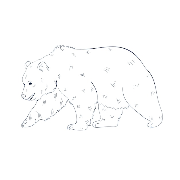 Hand drawn bear outline illustration