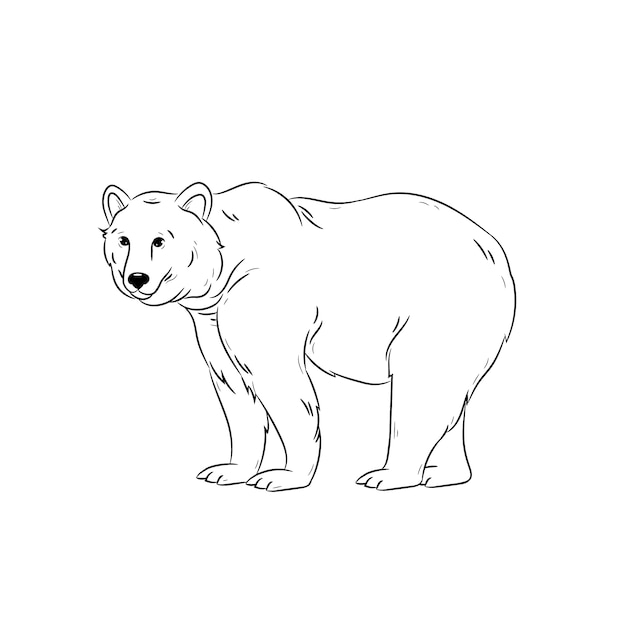 Hand drawn bear outline illustration