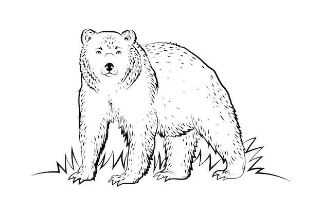 Hand drawn bear outline illustration