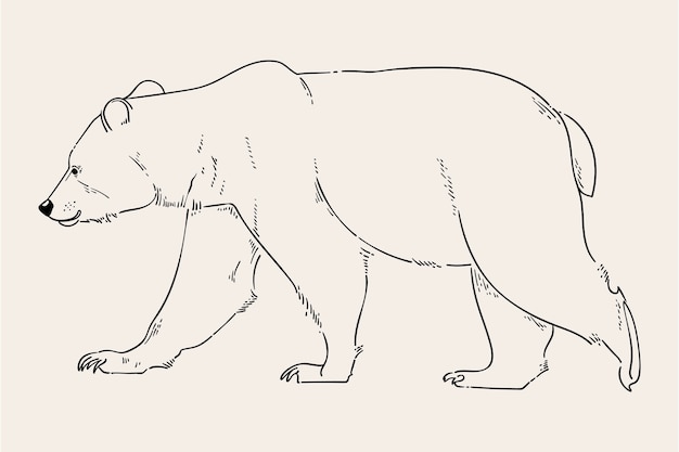 Hand drawn bear outline illustration