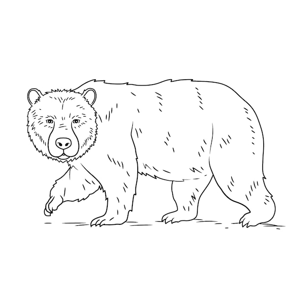 Hand drawn bear outline