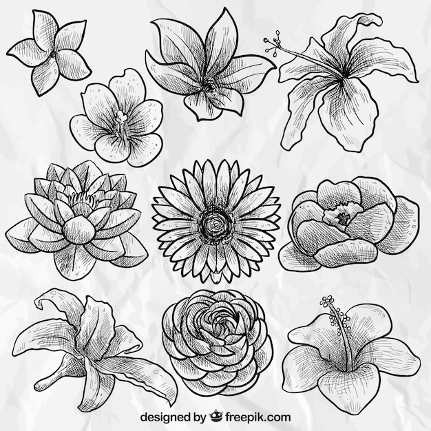 Free Vector hand drawn beautiful flowers