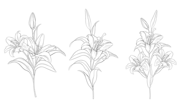 hand drawn beautiful  lily bouquets