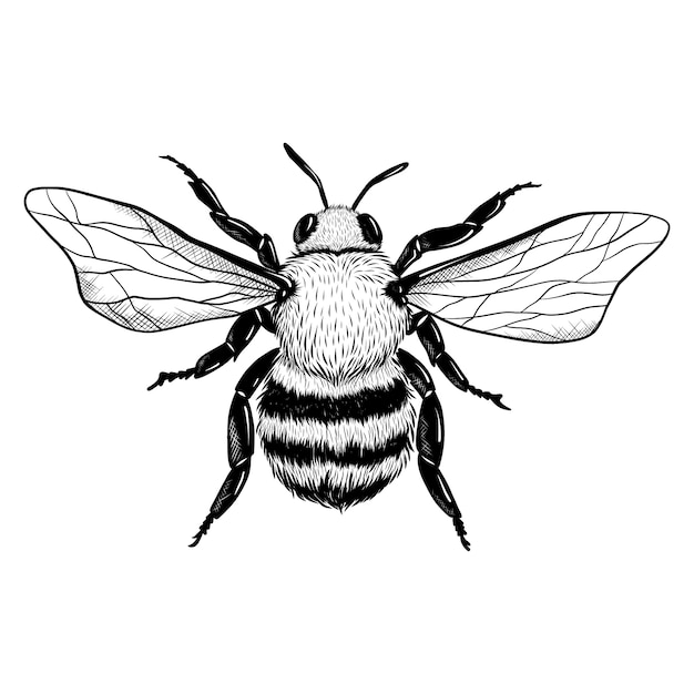 Hand drawn bee drawing illustration