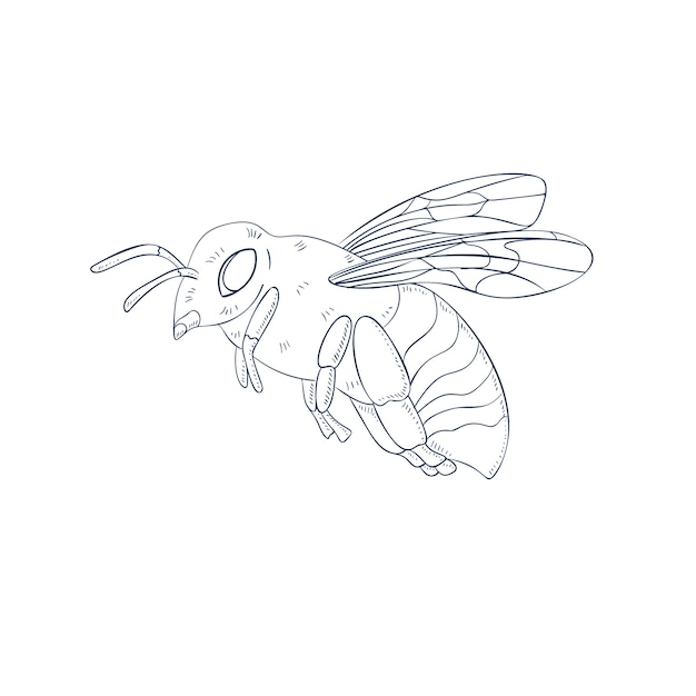 Hand drawn bee outline illustration