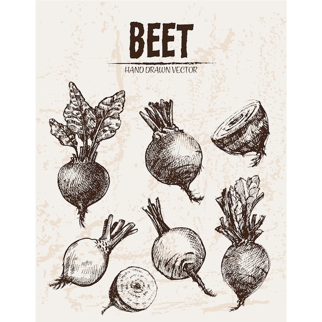 Free Vector hand drawn beet collection