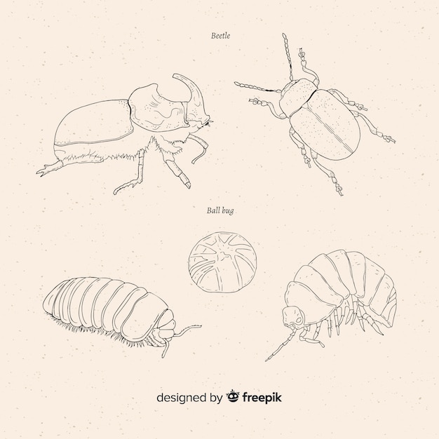 Free Vector hand drawn beetle sketches collection