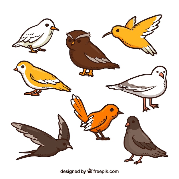 Hand drawn bird collection