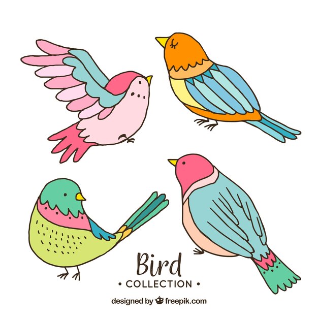 Hand drawn bird collection