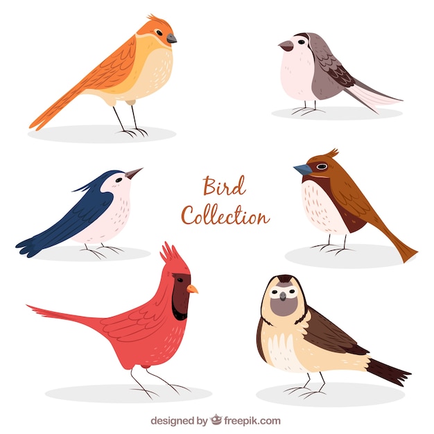 Hand drawn bird collection