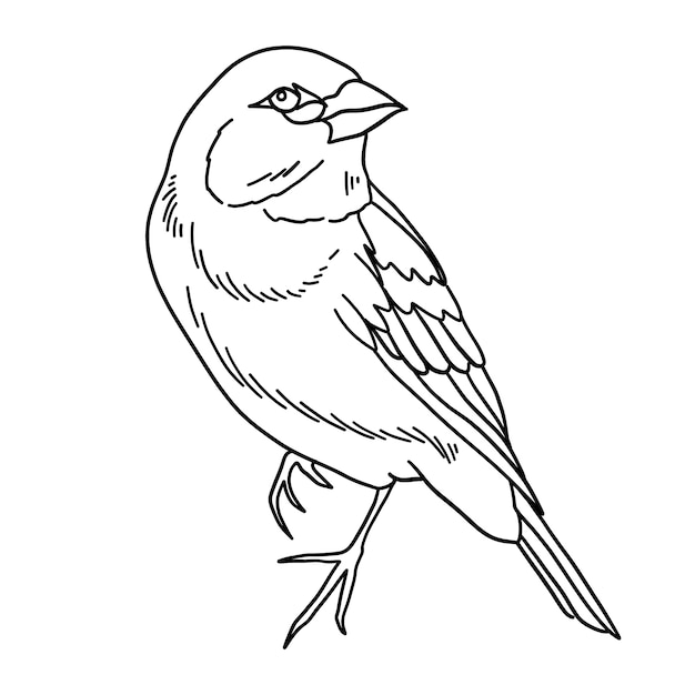 Hand drawn bird outline illustration