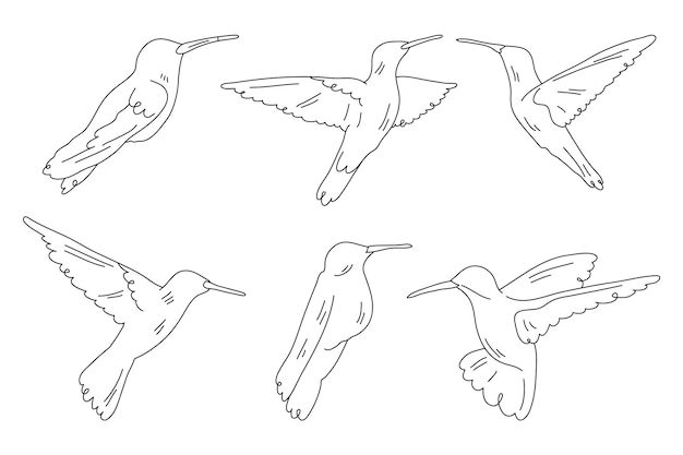 Hand drawn bird outline illustration