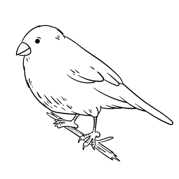 Hand drawn bird outline illustration