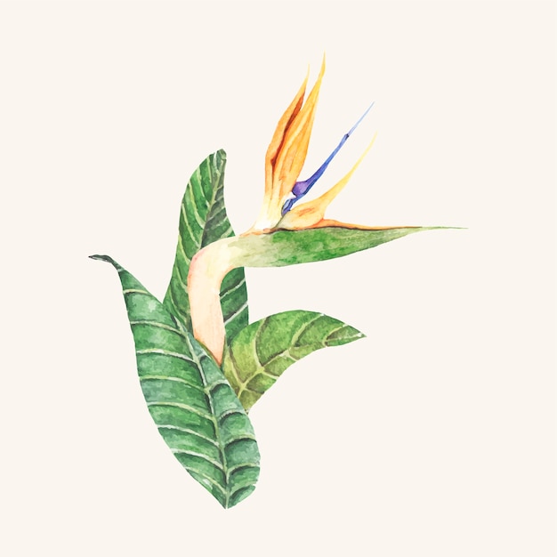 Hand drawn bird of paradise flower isolated