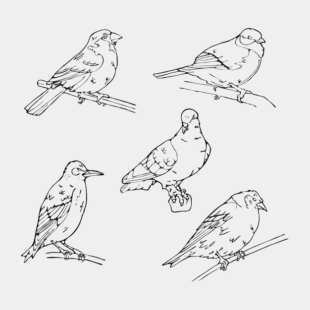 Hand drawn birds collection