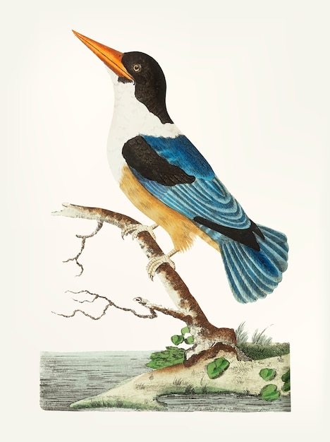 Free Vector hand drawn of black-capped kingfisher