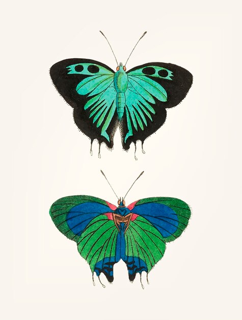 Hand drawn of black double-tailed butterfly