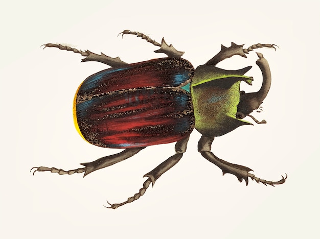 Free Vector hand drawn of black scutellated beetle