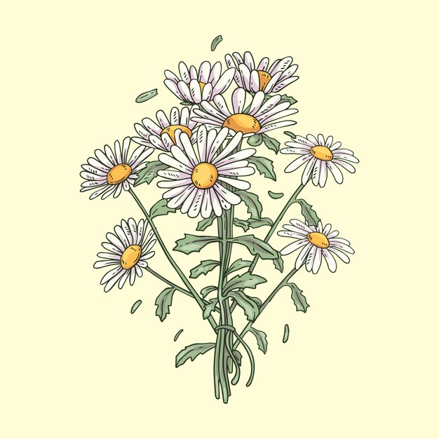 Hand drawn blooming daisy illustrated