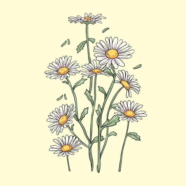 Free vector hand drawn blooming daisy illustration