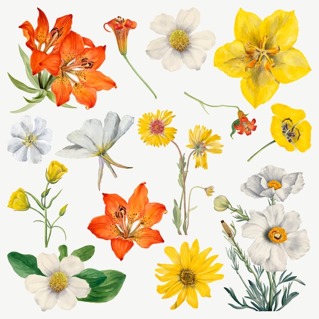 Free Vector hand drawn blooming flowers illustration set, remixed from the artworks by mary vaux walcott