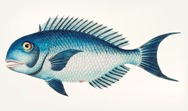 Free Vector hand drawn of blue coryphaena