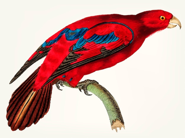 Free Vector hand drawn of blue-tipped lory