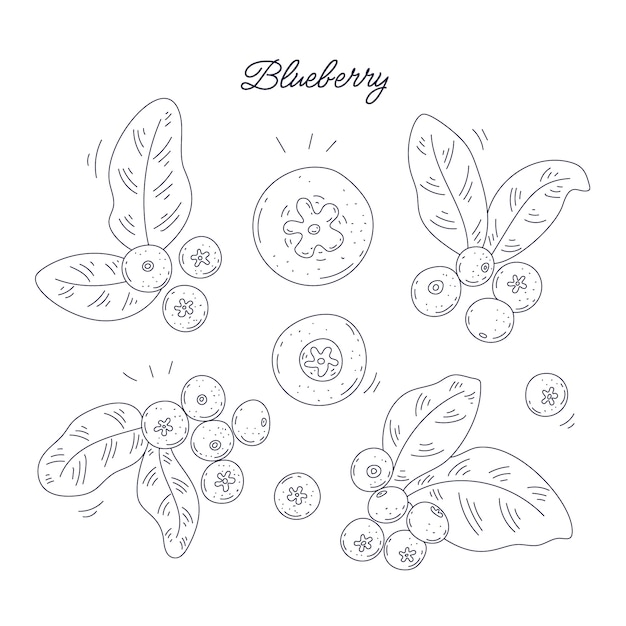 Free Vector hand drawn blueberry  outline illustration