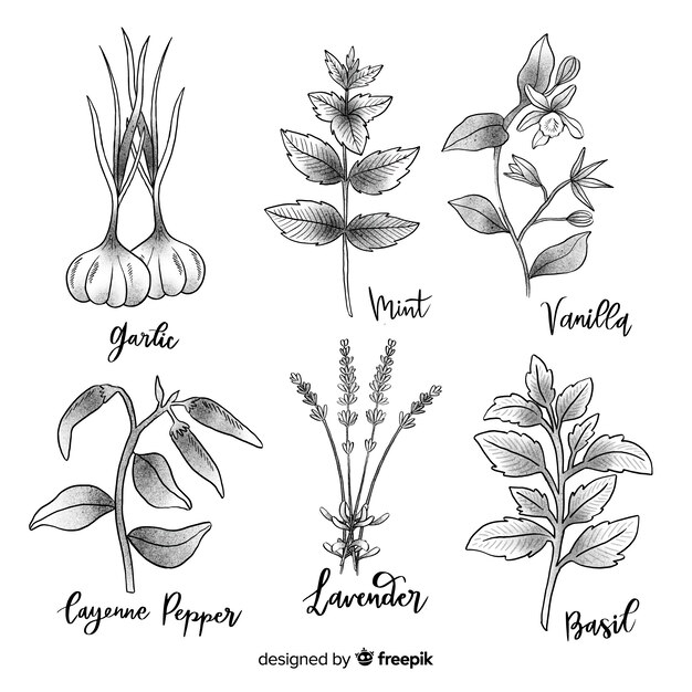 Hand drawn botanical collection