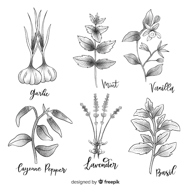 Hand drawn botanical collection