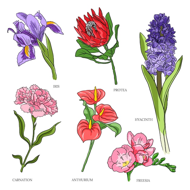 Free Vector hand drawn botanical flower chart set