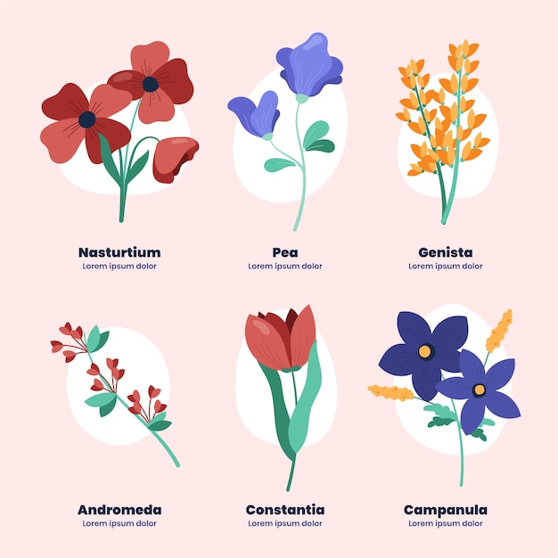 Hand drawn botanical flower chart