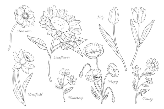 Hand drawn botanical flower chart