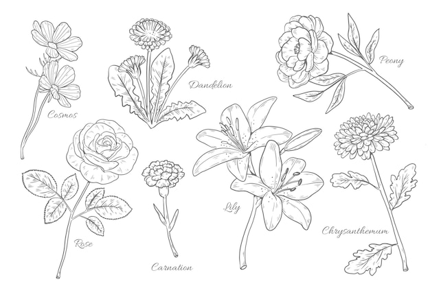 Free Vector hand drawn botanical flower chart