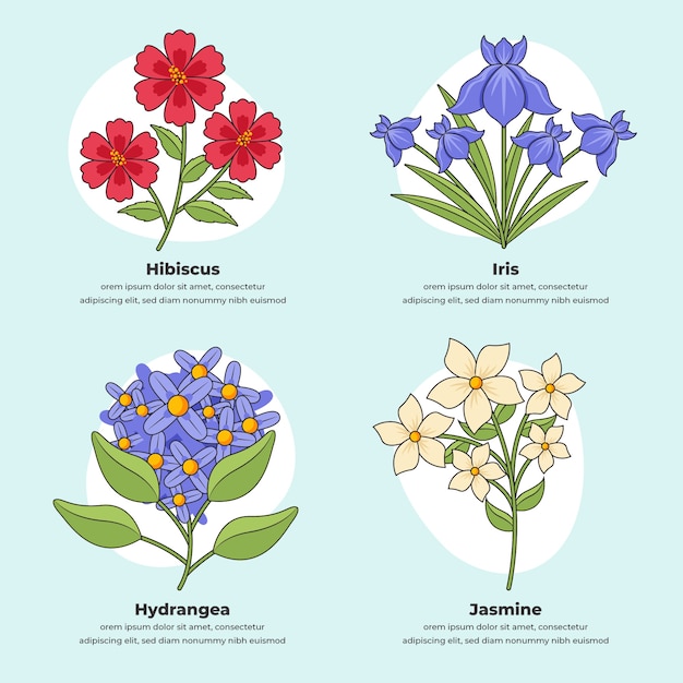 Free Vector hand drawn botanical flower chart